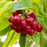 Десертная Морозовой_0x160 Любимый сад